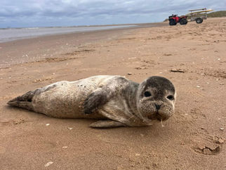 RNLI found a lovely Seal Pup visiting Formby Beach