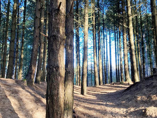 Gusty winds with light rain or drizzle today in our Bubble