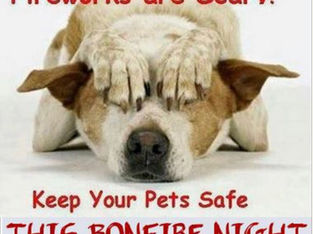Bonfire Night is scary for animals so here is our advice to keep your pets calm and safe