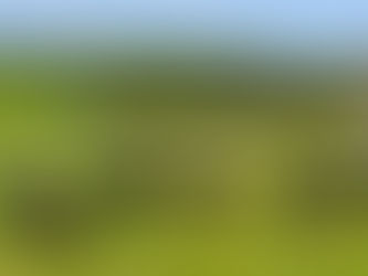 The sheep are back at National Trust Formby!