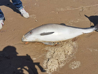 A Huge Thank You – Important Work on Formby Beach