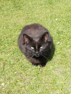 Does anyone recognise this beautiful black cat?