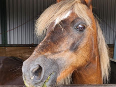 Freshfield Animal Rescue are appealing to find Elwyn the Welsh Pony a Forever Home for Wales Rescue