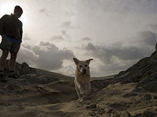 Formby hosts the Great British Dog Walk