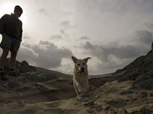 Formby hosts the Great British Dog Walk