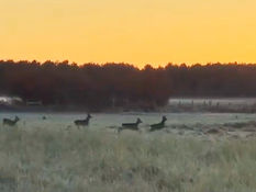 Formby resident thrilled to catch four Roe Deer on video running through the wild grass in Formby