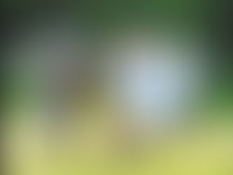 Come and Meet The Fornebei Vikings at Formby Library this Saturday