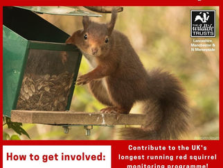 Please take part in the Red Squirrel garden survey which starts this weekend