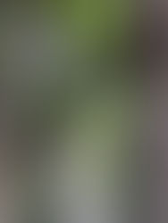 Trees in Formby woods are shaking hands - very interesting phenomena