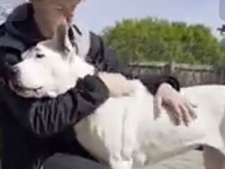 Poor Vera is still very patiently waiting for her forever home to come along💔