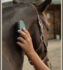 Groom / Stable hand in Formby - Full Time, Permanent Position.....