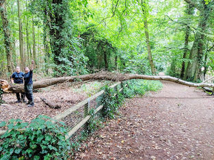 A tree fell today at National Trust Formby on the Squirrel Walk
