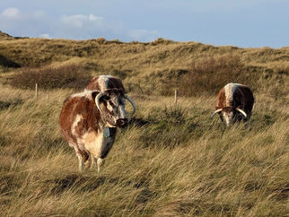 Why Cattle Are Returning to Formby’s Dunes This Winter