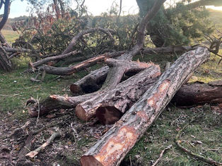 Debate Grows Over Tree Clearance at Lifeboat Road Formby