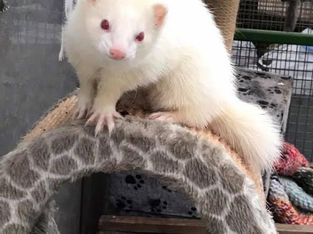 Freshfields Animal Rescue are under threat of closure