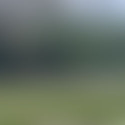 Man arrested after reported rape in Netherton as police cordon remains in place