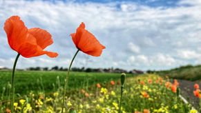 Good Morning on Friday 2nd July. Today we will see occasional sunny spells and showers across Sefton