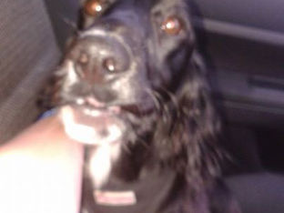 Dog found on Marina Road....