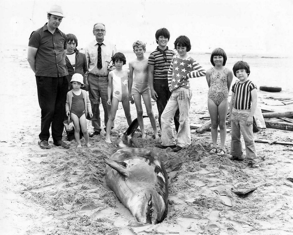 A dead dolphin on Formby Beach, undated.jpg