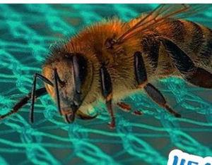 Volunteers needed to create a real buzz in Formby