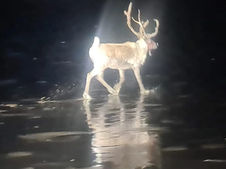 Dramatic Rescue After Reindeer Escapes and Runs Through Formby – Full Story from Last Night’s Call-Out