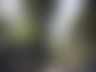 National Trust Formby expected to be very busy today