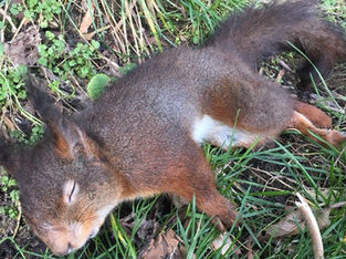 Dead Formby Red Squirrel went up for sale on eBay for 3 days before being removed