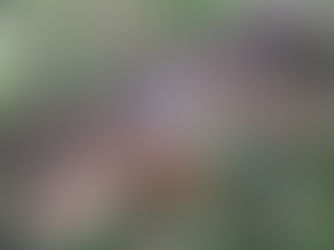 Dead Formby Red Squirrel went up for sale on eBay for 3 days before being removed