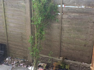 Willow Canes for sale...