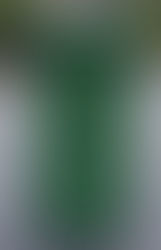 Green Bin Collections will be every THREE weeks in Formby.....