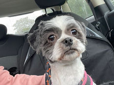 Abandoned Dog Mimi Finds Wonderful New Home!