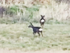 Formby is home to amazing wildlife and sometimes we are lucky to catch a glimpse of beautiful deer