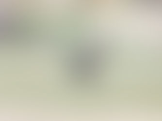 Formby is home to amazing wildlife and sometimes we are lucky to catch a glimpse of beautiful deer