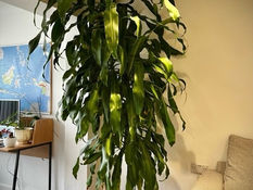 Large 2.4m (7ft 8”) plant for £150 in Formby