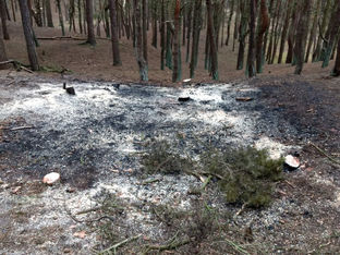 Trees were destroyed in a deliberate fire on the Squirrel Walk in Formby