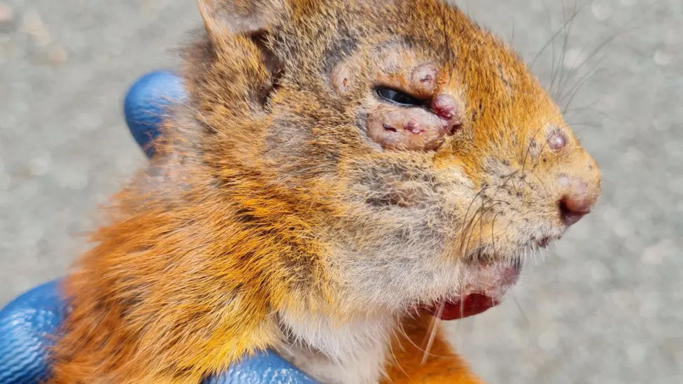 A Red Squirrel with Squirrel Pox