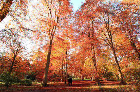 Westonbirt Arboretum, Gloucestershire.jpg