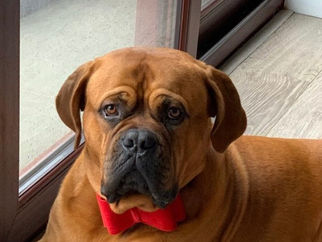 Formby Says Goodbye To Beloved Beach Dog Hugo