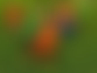 Redgate Rovers JFC are recruiting for their under 5 years of age development squad training sessions