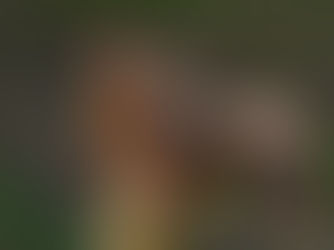 Appeal to be 'Squirrel Aware' as two cases of squirrel pox are revealed