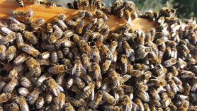 British Beekeepers Association’s is celebrating it’s 150th Anniversary with a children’s competition