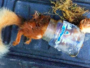 Red squirrel has died after becoming trapped inside a discarded plastic jar