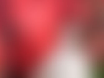 Formby’s Brave Oliver Named Grand National’s 35th Runner in Inspiring Local Honour