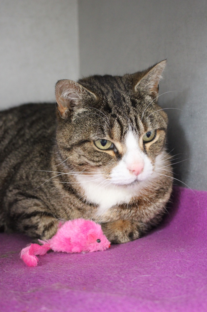 A cat was dumped in a park in Crosby taped up inside a plastic box and