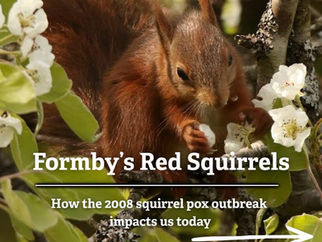 Confirmed Case of Squirrel Pox in Formby Prompts Urgent Appeal to Protect Red Squirrels