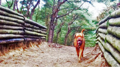 Warning to other dog owners about the banned zones at Duke Street Park