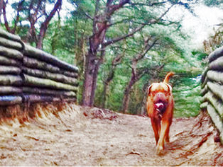 Warning to other dog owners about the banned zones at Duke Street Park
