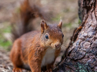 It's National Squirrel Appreciation Day and Formby is one of the few places In UK to see them