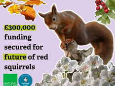 Major £299,986 boost to help protect Formby’s red squirrels following deadly pox outbreak