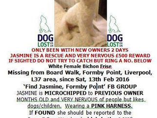 Missing Dog at Formby point since Saturday 13th February - Organised search TODAY